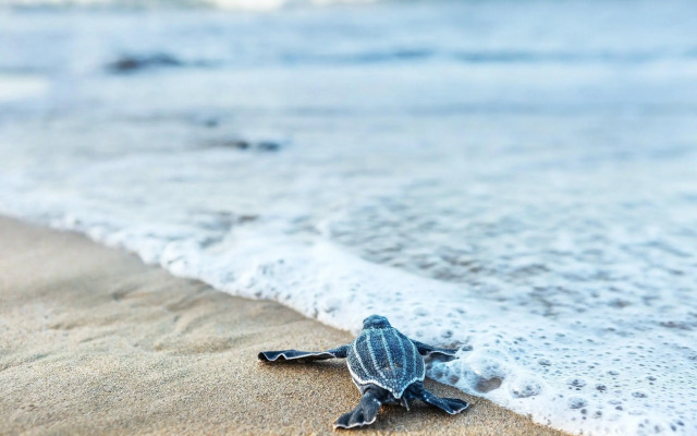 Four Seasons Resort and Residences Puerto Rico