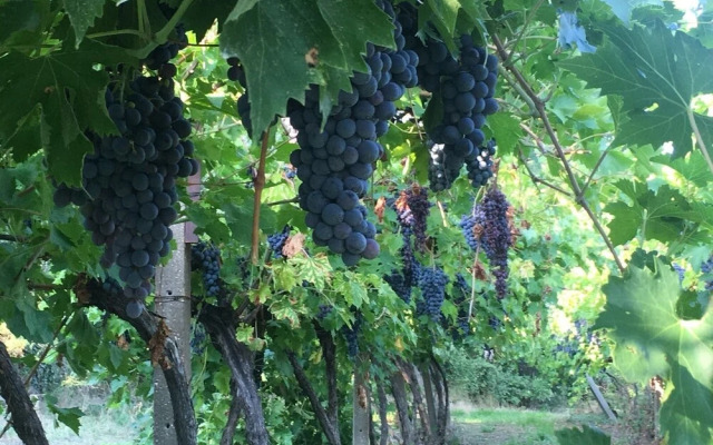 B&B  Corte del mosto Relais