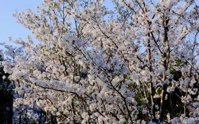 Blossom House Suzhou shushan