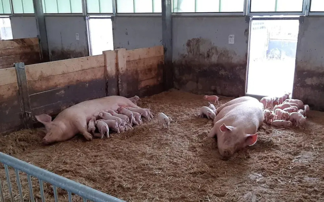 Farmhouse in De Heurne With Animal Farm