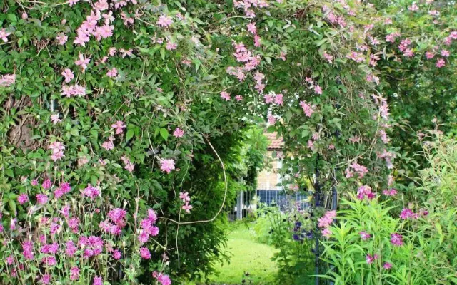 The Vine B & B