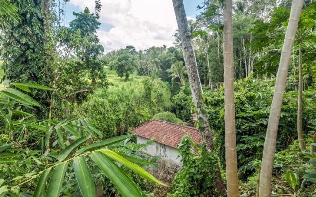 guest house lasan mas