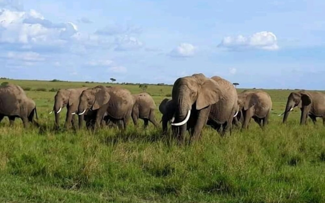 Semadep Safari Camp