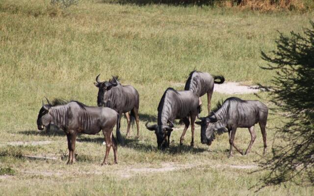 Dinaka Safari Lodge