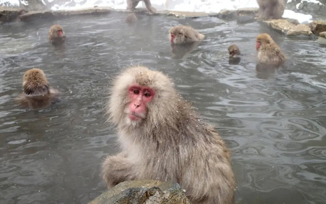Funky Monkey Lodge, Myoko ファンキーモンキーロッジ 妙高