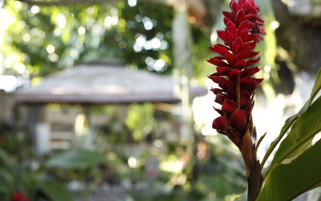 Kitara House Backpackers Hostel