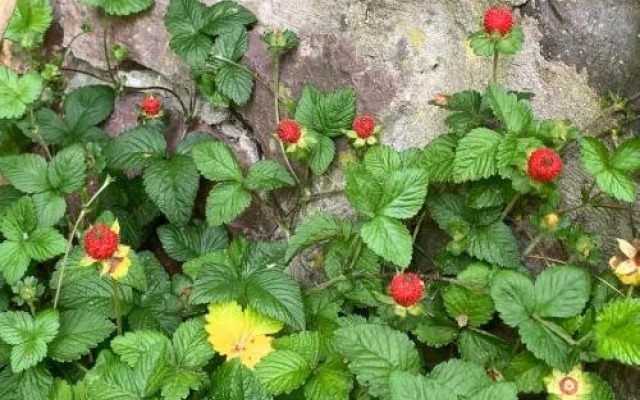 Landgasthof Ochsen Seelbach