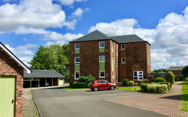 The Little Beech Tree