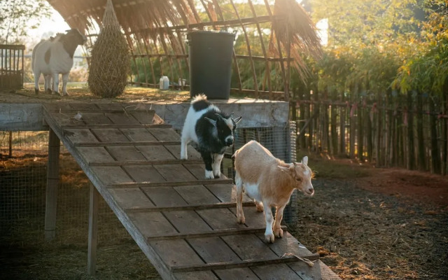 Baanmax Boutique Pet Resort & Lodge