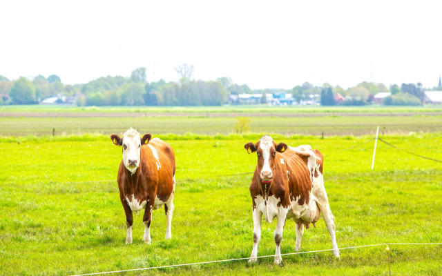 Spacious Farmhouse in Tweede Exloermond With Patio