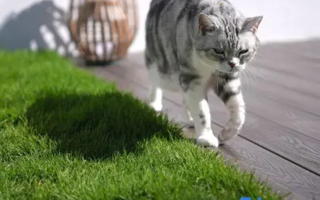 The Juno's Mew-Mew Hotel