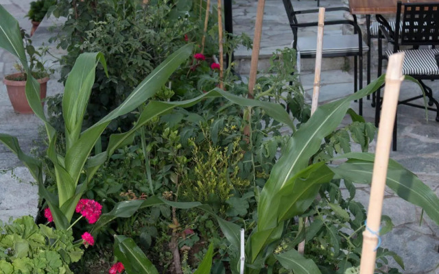 Kleitsa Guesthouse