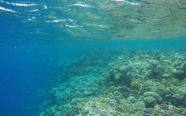 Star Of Dahab