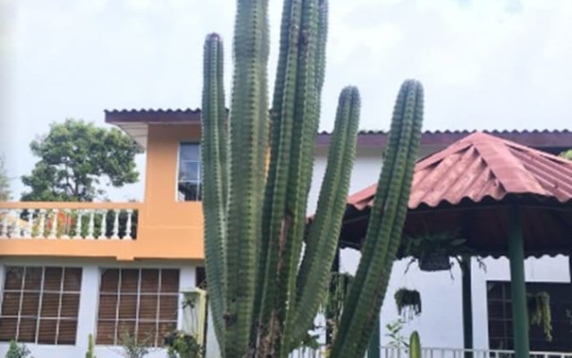 Los Cactus
