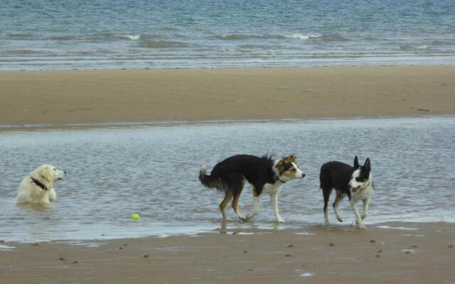Dog Friendly Bed & Bowl Beach Chalet