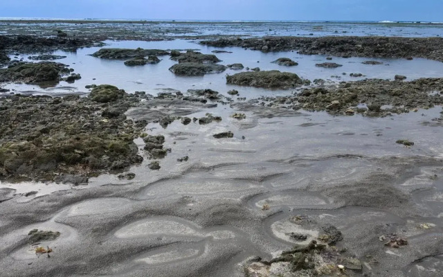 The Reef 077