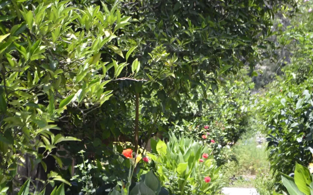 Olympos Mercan Bungalow