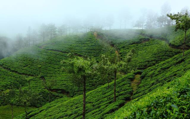 Fort Munnar