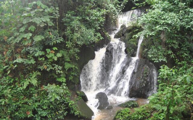 The Crested Crane Bwindi