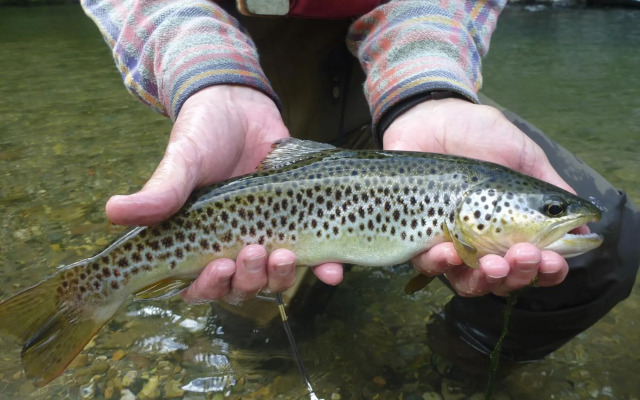 Logis Hotel Xoko-Goxoa