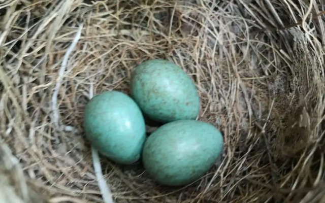 2nd Private Room in the Attic With Shared Bathroom use