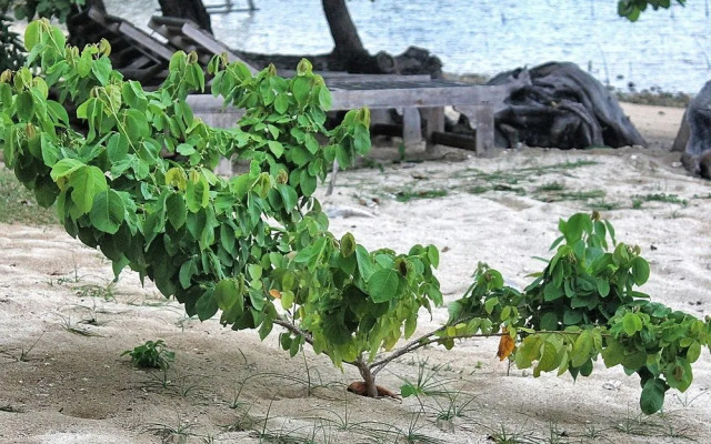 Walai Penyu Resort - Campground