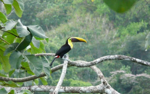 Punta Marenco Lodge