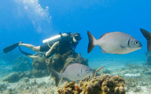 Occidental Cozumel - All Inclusive
