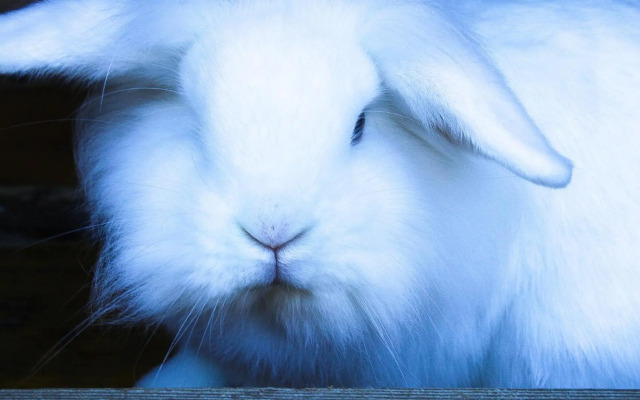 Ritterhof Apartments