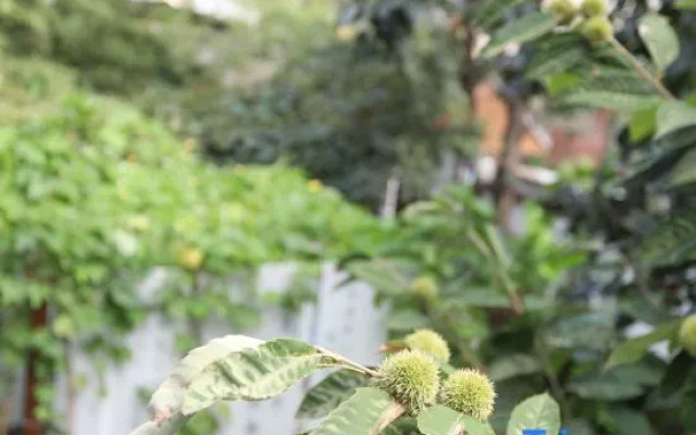 Xi'an Baishiyunju Homestay (Qinling Wildlife Park Branch)
