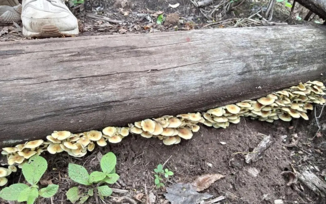 Two bedroom apartment, with balcony