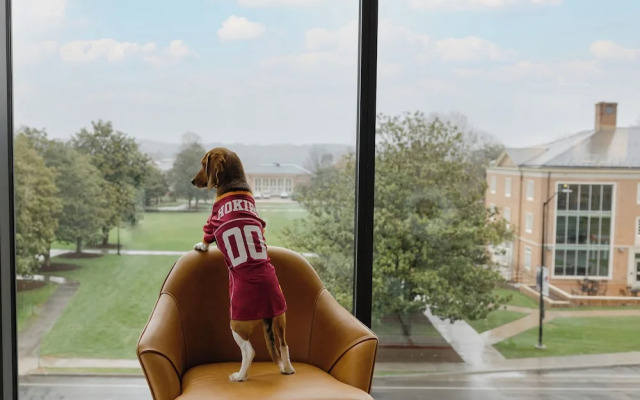 The Highlander at Radford, Tapestry Collection by Hilton