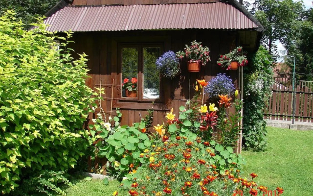 Modrzew
