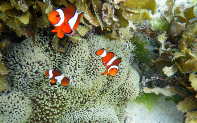 MDF Beach Resort And Day Tours