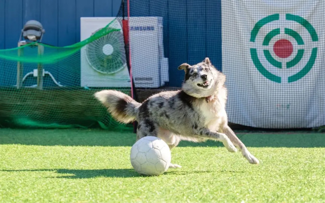 Gangneung Nineone Pet Pension