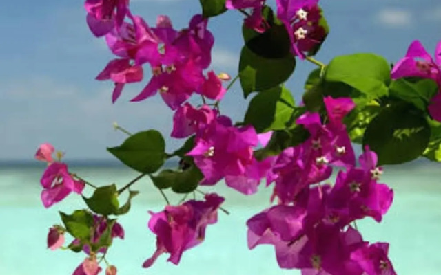 Pacific Harbour Villas