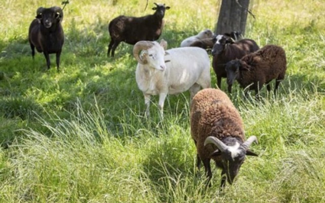 Zaißlhäusl Hof Ferienwohnungen