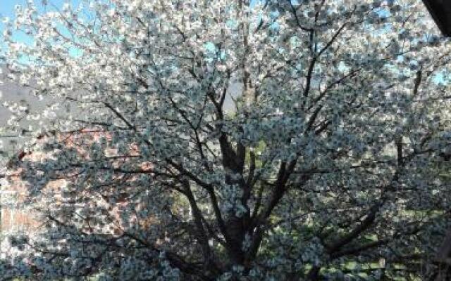 Lika Dream - Obradovic