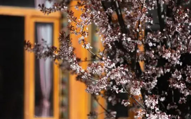 Yanggu Longbu Saqia Hostel