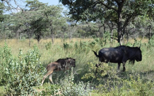 Zangarna Game Lodge