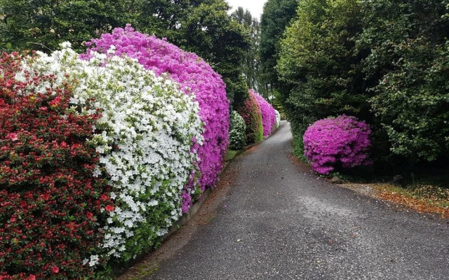 BMP Apartment Camelia