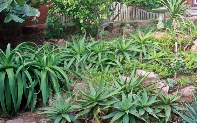 Mackaya Bella Guest House