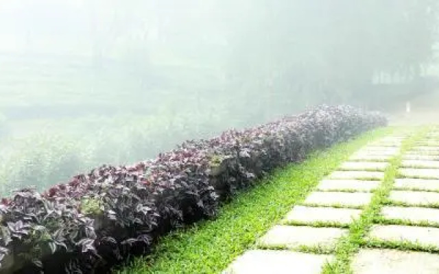 Misty Mountain Experience