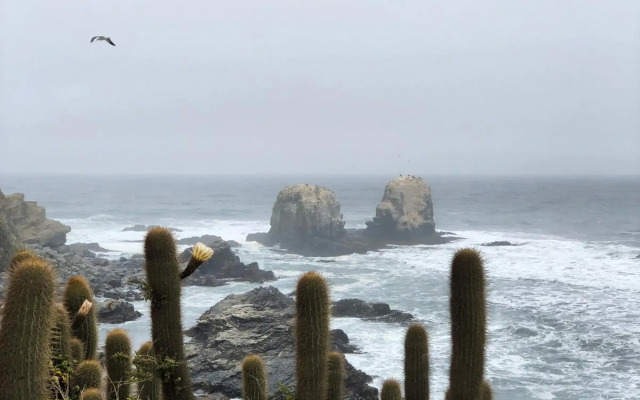 Cabaña Hostal Punta de Lobos - Casa rústica