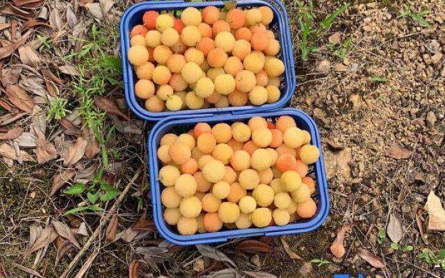 Old Village Chief Hostel