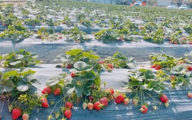 Yeli Homestay (Dali Ancient City Branch)