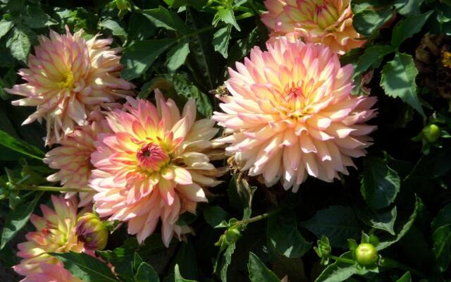 Ferienwohnung Adelheid