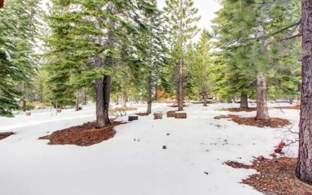 Tall Pines