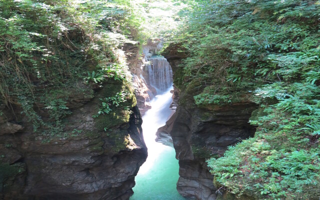 Riva Bellano Camelia 1