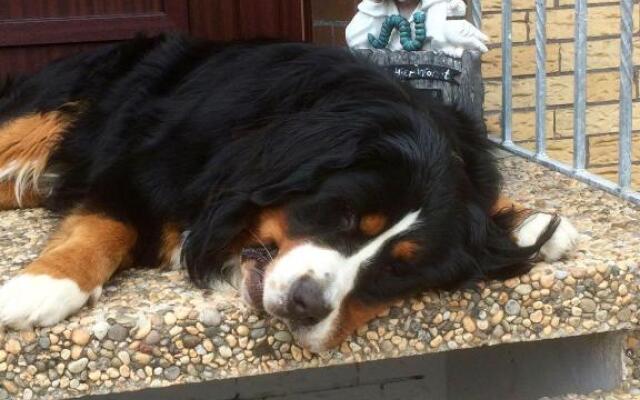 Goldene-linie 4 Taubennest